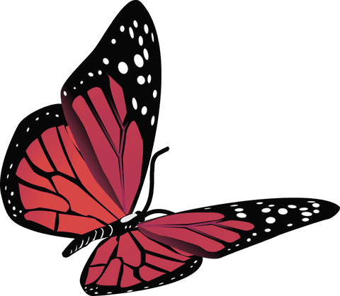 Red and Black Butterfly with White Spots on Transparent Background - Download Free Stock Videos Pikwizard.com
