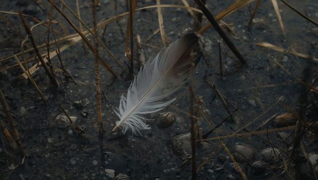 Resting pale bird feather on marshy shoreline with pebbles and grass stems