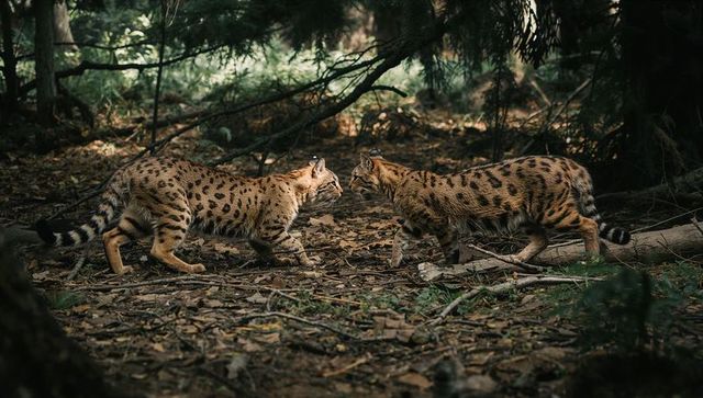 Woodland standoff: two spotted wildcats locking gaze in shadowed forest understory
