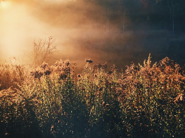 Golden sunlight filters through the morning mist over a meadow filled with wildflowers. This tranquil landscape radiates natural beauty and serenity, making it ideal for use in nature-themed projects, calming background art, or marketing materials focused on peaceful or serene settings.