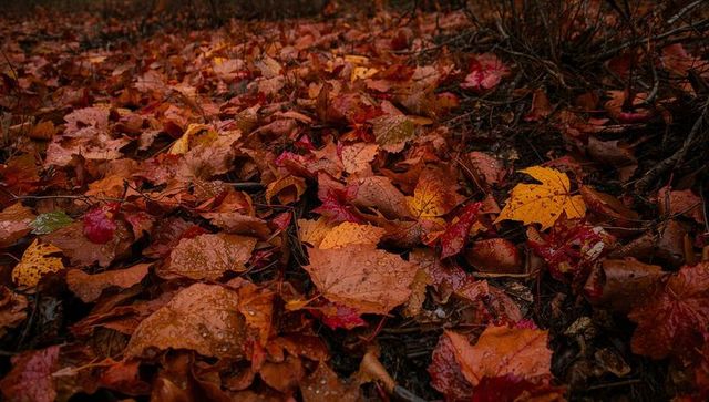 Wet maple leaves piled on forest floor with raindrop detail, autumn foliage closeup