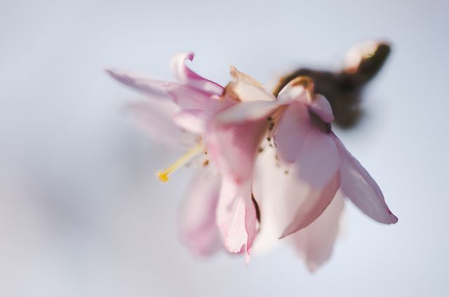 Delicate pink flower blossom with soft focus and a blurred background. The image evokes feelings of spring, calmness, and natural beauty. Suitable for use in nature blogs, spring-themed projects, floral collections, and backgrounds.