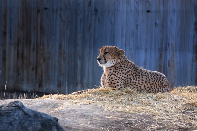 A cheetah is resting on straw bedding against a wooden wall, in an outdoor enclosure. Ideal for topics related to wildlife conservation, big cats, zoos, and natural habitats. Can be used in articles, educational materials, or promotion of zoos and conservation efforts.