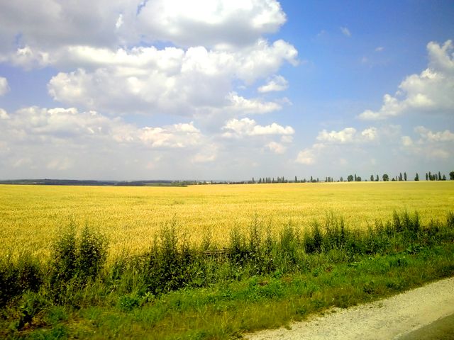 Expansive wheat field under a bright blue sky with scattered clouds. Ideal for agricultural publications, nature photography collections, and rural-themed content. Demonstrates tranquility and the beauty of open landscapes.
