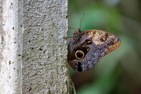 Caligo Butterfly Perching on Tree Trunk in Tropical Forest