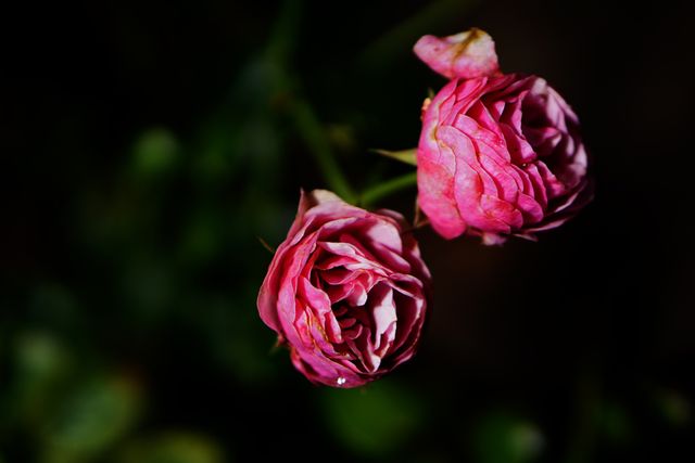 Closeup of Withering Pink Roses on Black Background - Download Free Stock Photos Pikwizard.com