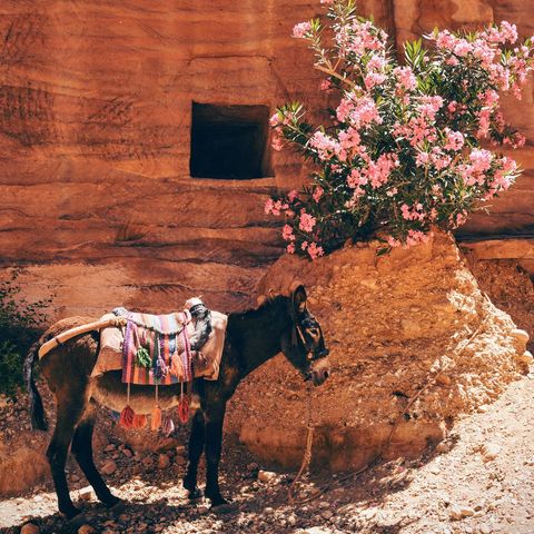 Donkey Tied Beneath Blooming Oleander in Rugged Desert Terrain