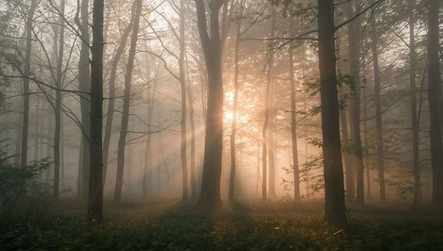Sunrise Mist Envelops Serene Woodland