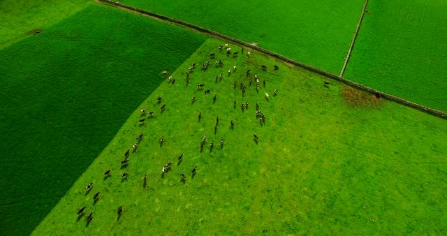 General aerial view of landscape with green fields and cattle, copy space. Landscape, scenery, nature and travel concept.