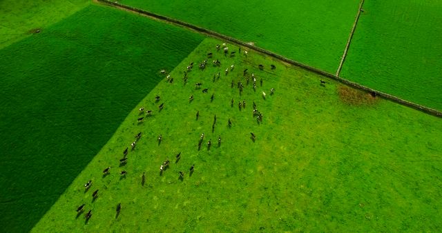 Aerial View of Cattle Grazing on Green Pasture - Download Free Stock Images Pikwizard.com