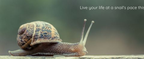 Snail Encouraging Mindful Living with Calming Message