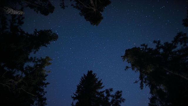 Starry Night Sky Framed by Silhouetted Pine Trees