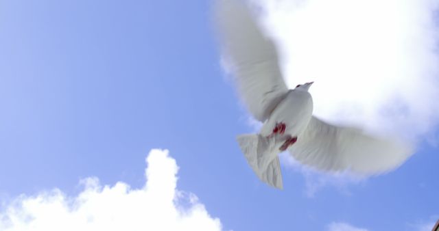 A white dove is captured in mid-flight against a backdrop of blue sky and fluffy clouds, with copy space. Its wings are spread wide, symbolizing peace or freedom as it soars gracefully.