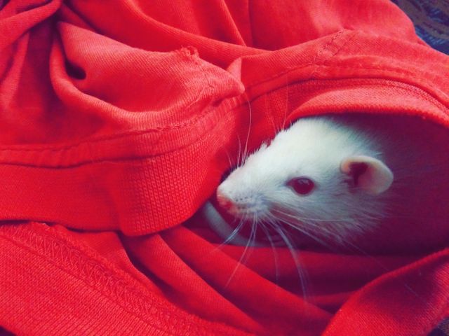 White rat snuggling inside red fabric, showcasing a cozy and cute domestic animal enjoying comfort. Suitable for articles or blogs about pet care, rodent domestication, or the affection and companionship of small pets. Perfect for use in advertising campaigns for pet supplies or as a heartwarming visual for social media posts.