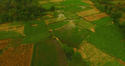 transparent lush green agricultural fields top view - Download Free Stock Videos Pikwizard.com