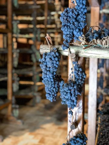 Aged wine grapes drying on wooden racks in winery