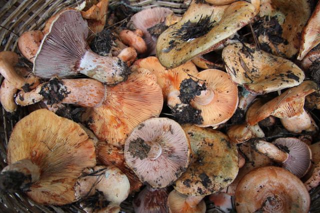 Fungus Mushroom - Download Free Stock Photos Pikwizard.com