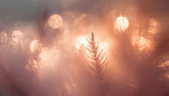 Ethereal Backlit Conifer Needle Glowing in Golden Hour Bokeh Macro