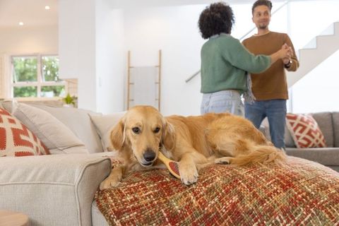 Golden retriever lounging on sofa with chew toy while couple dances in modern living room