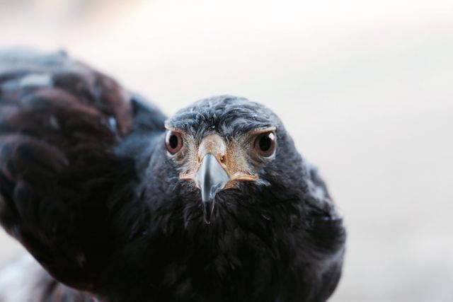Bird Hen Vulture - Download Free Stock Photos Pikwizard.com