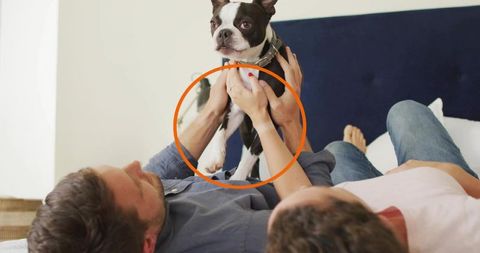 Couple holding boston terrier on bed sharing cozy intimate domestic lifestyle moment