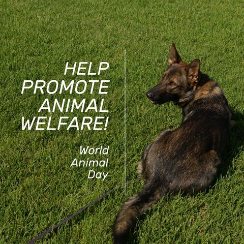 promoting animal welfare on world animal day with german shepherd - Download Free Stock Templates Pikwizard.com