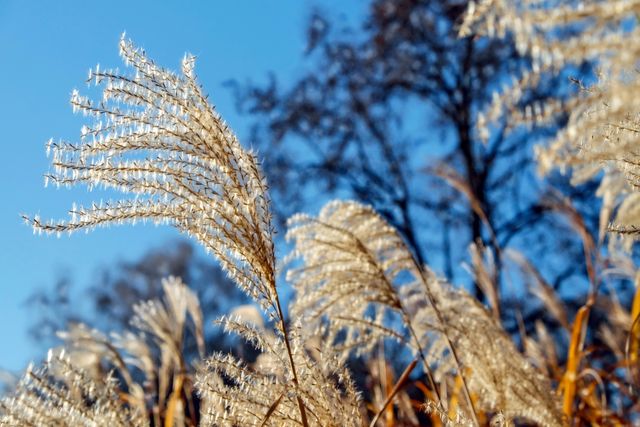 Dry tall grass lit by the sun with a clear blue sky backdrop. Ideal for nature enthusiasts, this image captures the serene and natural environment during autumn. It can be used in educational materials on plant life, seasonal changes, or even as a calming background or screensaver.
