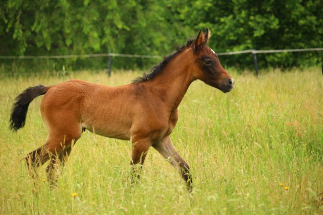Young Foal Joyfully Trots in Green Pasture - Download Free Stock Photos Pikwizard.com