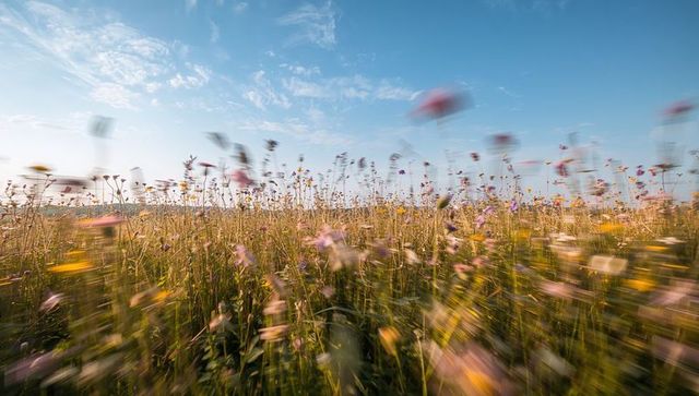 Wind-swept wildflower meadow motion blur with low horizon and clear blue sky