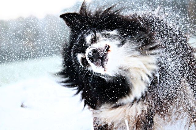Lively moment of a black and white dog vigorously shaking off snow in an outdoor winter environment. Perfect for pet care product advertisements, winter themed posts, or energetic pet playfulness content.