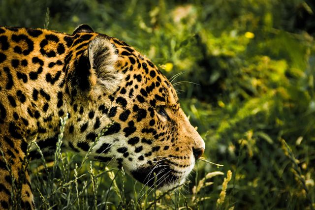Close-up photo of a leopard in a lush, green habitat. Ideal for illustrating jungle environments, wildlife conservation efforts, or the beauty of nature. Suitable for educational material, documentaries, nature magazines, and presentations on wildlife preservation.