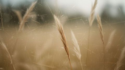 Golden dry grass head swaying in soft blurred meadow with vintage grain and dust scratches