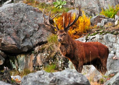 Majestic Red Deer Stag Standing on Rocky Highland with Large Antlers and Autumn Foliage