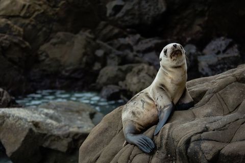 Juvenile seal resting on rugged coastal rocks near tide pool capturing quiet marine moment