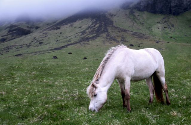 White horse grazing on green grass with a backdrop of a mist-covered mountain. Perfect for themes related to nature, serenity, agriculture, rural life, and outdoor activities.