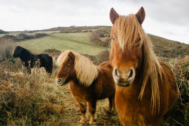Icelandic horses grazing peacefully on a lush green hillside, showcasing the beauty of the countryside. Their distinctive long manes and coats make them appear majestic against the backdrop of grassland and hills. This image is perfect for use in nature, rural living, equestrian publications, landscapes, or for adding a touch of tranquility and rustic charm to any project.