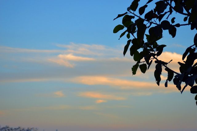Peaceful Evening Sky with Subtle Clouds and Tree Silhouette - Download Free Stock Photos Pikwizard.com