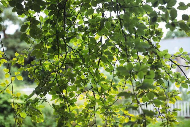 This image captures a close-up view of a tree branch with lush green leaves. Ideal for nature-themed projects, environmental campaigns, or as a background for presentations and websites. The vibrant greenery and natural light create a serene and fresh atmosphere.
