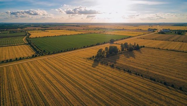 Golden Harvest Fields with Tree Cluster Casting Long Shadows across Rural Plains at Sunset