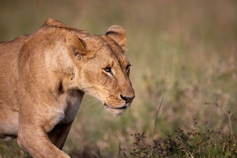 Lioness stalking through savanna grass close-up portrait of focused predator