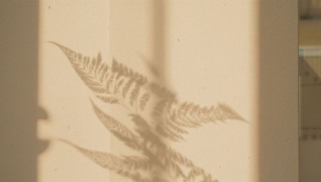 Fern frond shadows casting on cream wall showing sunlit vertical bands minimalist interior