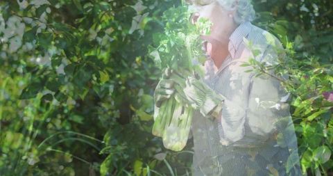 Senior Woman Harvesting Fresh Organic Vegetables in Garden