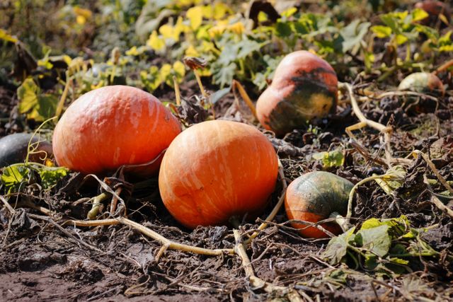 Vibrant pumpkins growing in a field under sunny skies, symbolizing autumn harvest season. Ideal for use in agricultural publications, seasonal marketing materials, fall festival promotions, and articles on farming and gardening.