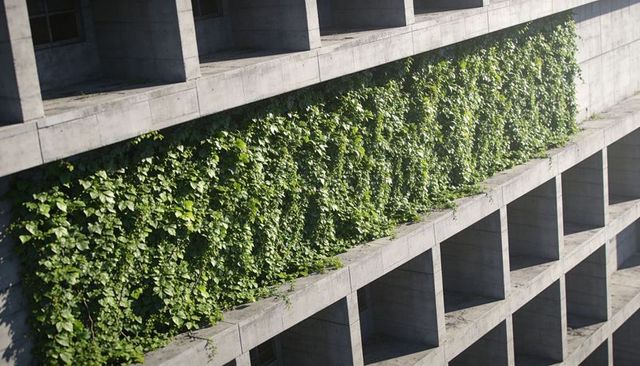 Dense ivy band breaking concrete grid: urban vertical garden on brutalist facade
