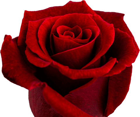 Transparent Close-Up of Romantic Red Rose Petals Unfurling - Download Free Stock Videos Pikwizard.com