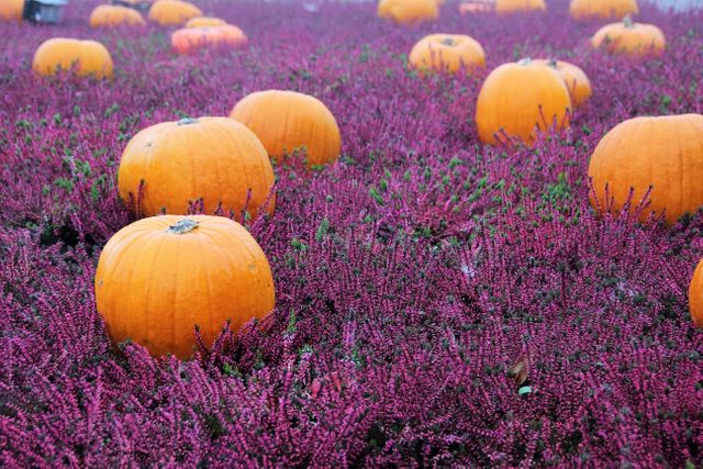 Orange pumpkins sitting in a vibrant purple heather field. This can be used for autumn, harvest, and Halloween themes for websites, advertisements, and greeting cards. It exemplifies the beauty of nature and seasonal changes, making it suitable for travel or agricultural promotions.