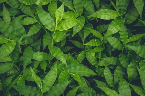 Cover background lush green tropical foliage background