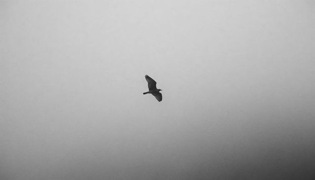 Solitary bird silhouette gliding across overcast minimalist gray sky