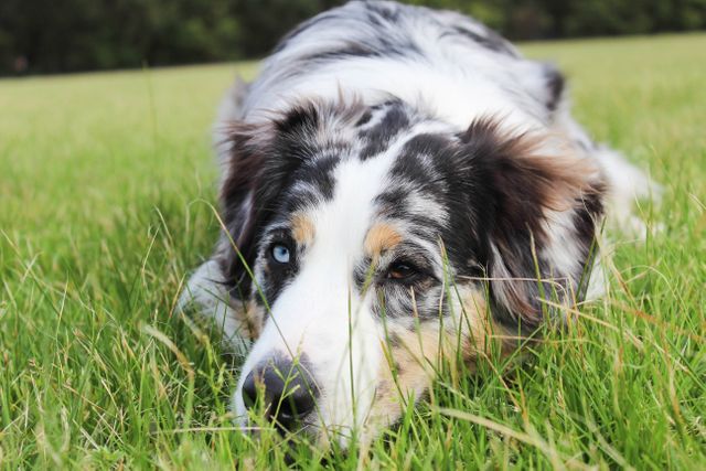 Close-up of an Australian Shepherd with blue eyes lying in tall grass. Perfect for pet care, animal behavior studies, nature and outdoor lifestyle themes. Great for promoting pet-friendly products and services.