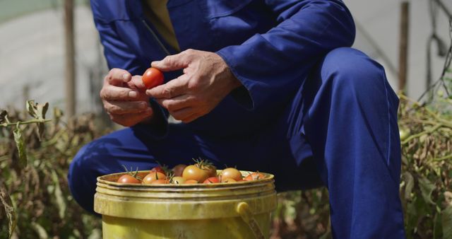 Senior Caucasian man harvesting tomatoes in a garden - Download Free Stock Photos Pikwizard.com